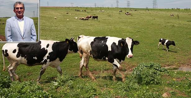 Halk Süt’ün Süt Kaynağı Silivri ve Çatalcalı Üreticiler Olacak