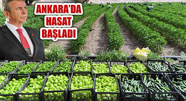 Ankara Büyükşehir Arazilerinde Sebze Hasadı Başladı