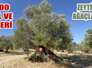 400 Yaş Ve Üzeri Zeytin Ağaçlarını İşleyen Reklam Filmi Yayında