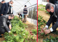 Belediyenin Kurduğu Seralarda Yetişen Sebzeler İhtiyaç Sahiplerine Ulaştırılıyor