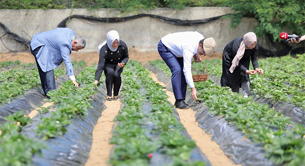 İBB’nin İstanbullu çiftçilere Desteği Fideleri Meyvelerini Verdi
