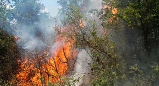 Beykoz’da korkutan orman yangını