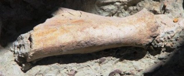 cankiri-8-milyon-yillik-fosil_1 -