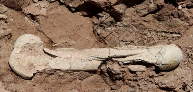cankiri-8-milyon-yillik-fosil_2 -
